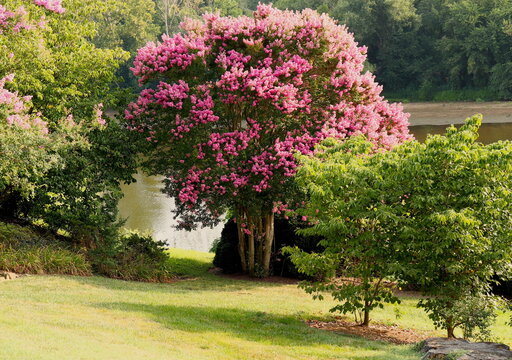 Riverbank Trees, Pink Crepe Myrtle Blossoms