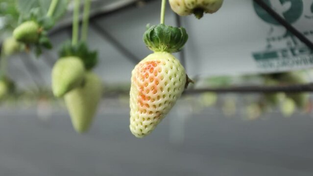 Hydroponic Strawberries