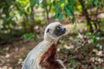 Close up from a sifaka in its natural environment in the rainforest of Andasibe