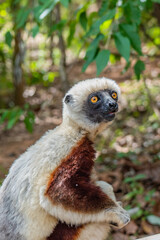 Close up from a sifaka in its natural environment in the rainforest of Andasibe