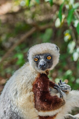 Close up from a sifaka in its natural environment in the rainforest of Andasibe