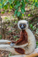 Close up from a sifaka in its natural environment in the rainforest of Andasibe