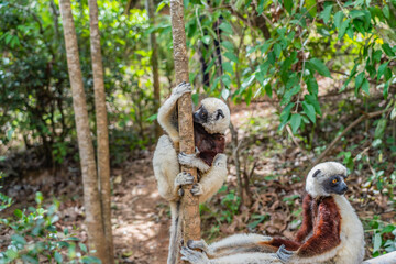 Close up from two sifaka in its natural environment in the rainforest of Andasibe