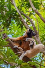 Diademed sifaka in its natural environment on a branch in the rainforest of Andasibe