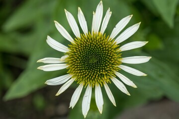 daisy flower close-up. The white petals are bent. Blurred background