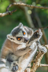 Close up of a ring-tailed Lemur or catta Lemur at a National Park