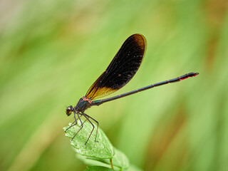 Dragonfly. Copper Demoiselle.  Calopteryx haemorrhoidalis.