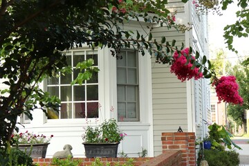 Fototapeta na wymiar Pink Crepe Myrtle Branch, Home Exterior Garden