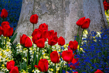 Garden with bright red tulips at Hyde Park in London, England
