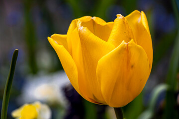Springtime with beautiful yellow tulip, bokeh flower background. Close-up.