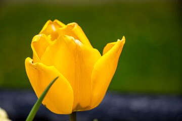 Springtime with beautiful yellow tulip, bokeh flower background. Close-up.