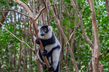 Lemur, black-and-white ruffed lemur in trees and nature. Andasibe