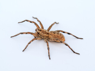 Big spider on a white background. Tarantula. Burrow-living Wolf Spiders. Lycosidae Family. Genus Hogna. 