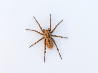 Big spider on a white background. Tarantula. Burrow-living Wolf Spiders. Lycosidae Family. Genus Hogna. 