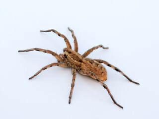 Big spider on a white background. Tarantula. Burrow-living Wolf Spiders. Lycosidae Family. Genus Hogna. 