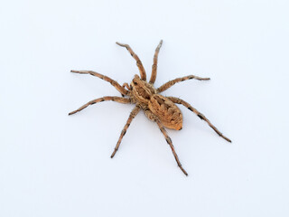 Big spider on a white background. Tarantula. Burrow-living Wolf Spiders. Lycosidae Family. Genus Hogna. 