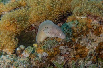 Moray eel Mooray lycodontis undulatus in the Red Sea, Eilat Israel
