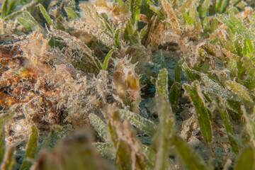 Sea ​​horse in the Red Sea Colorful and beautiful, Eilat Israel