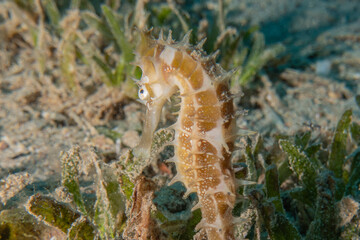 Sea ​​horse in the Red Sea Colorful and beautiful, Eilat Israel