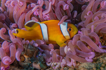 Clownfish in the Red Sea Colorful and beautiful, Eilat Israel
