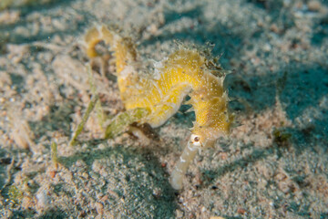 Sea ​​horse in the Red Sea Colorful and beautiful, Eilat Israel