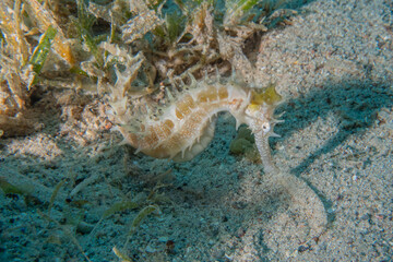 Sea ​​horse in the Red Sea Colorful and beautiful, Eilat Israel