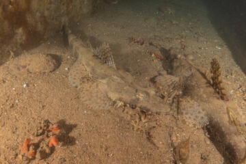 Fish swimming in the Red Sea, colorful fish, Eilat Israel
