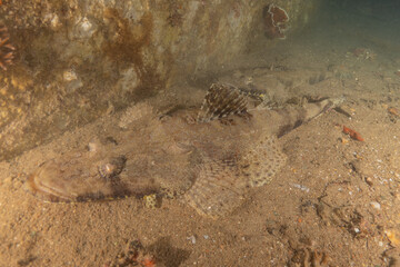 Fish swimming in the Red Sea, colorful fish, Eilat Israel
