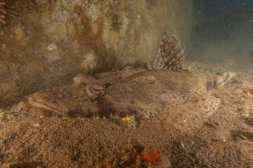 Fish swimming in the Red Sea, colorful fish, Eilat Israel
