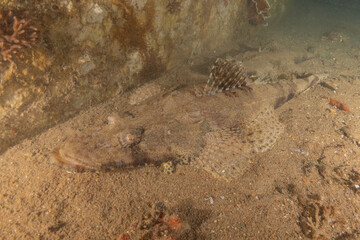 Fish swimming in the Red Sea, colorful fish, Eilat Israel
