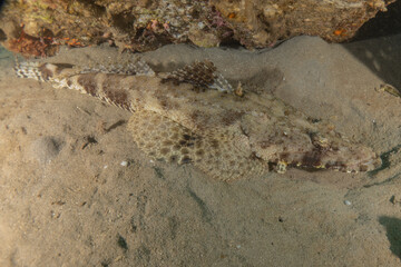 Fish swimming in the Red Sea, colorful fish, Eilat Israel
