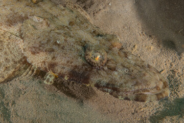 Fish swimming in the Red Sea, colorful fish, Eilat Israel
