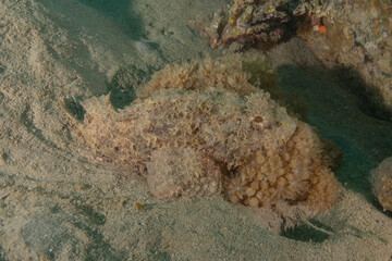 Fish swimming in the Red Sea, colorful fish, Eilat Israel
