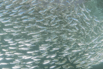 Fish swimming in the Red Sea, colorful fish, Eilat Israel
