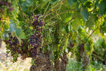 Vines beginning to ripen changing the colour of the grape berry from green to purple during the...
