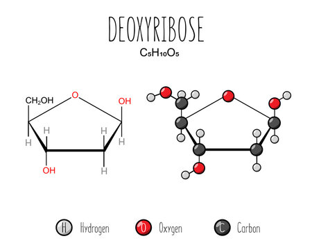 Deoxyribose skeletal and flat representation. Skeletal formula and 2d structure illustration. Web style illustration. Vector editable