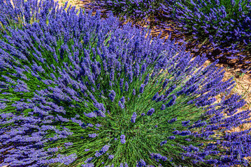 Looking for the smell of lavender