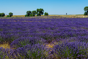 Fototapeta premium Looking for the smell of lavender