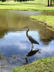 Heron