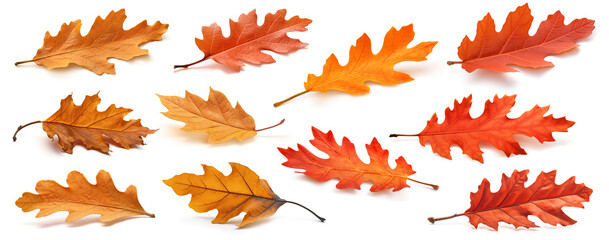 Oak tree autumn leaves, isolated collection on white
