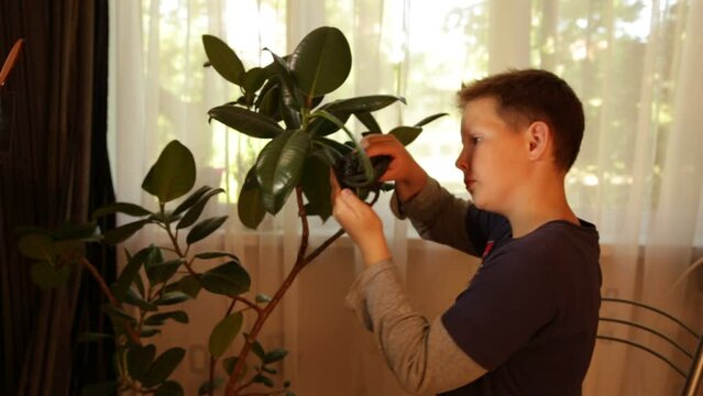 A boy in a blue shirt wipes the leaves of the ficus with a rag . home plant care. Dust removal from ficus leaves. The boy takes care of the ficus in the room opposite the window.