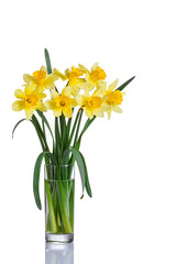 beautiful yellow flowers daffodils in a vase on a white background