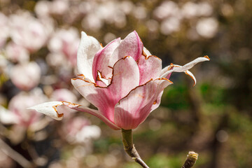 beautiful magnolia bloom against the blue sky