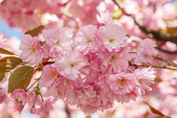 sakura blossom, sakura branches against the blue sky close-up