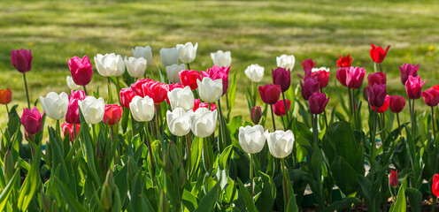 Obraz premium tulip bloom, beautiful field of tulips