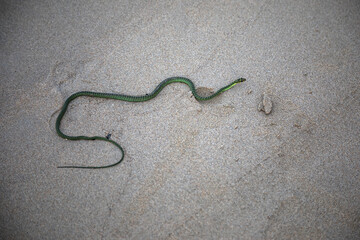 Fototapeta na wymiar Beautiful green snake on the beach. Dangerous poisonous snake Boomslang.