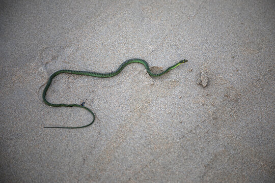 Beautiful green snake on the beach. Dangerous poisonous snake Boomslang.