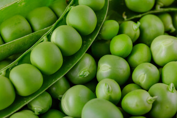 Green pea and pea pods. Peas background. Closeup, macro shot of fresh pea. Pea pod with beans.