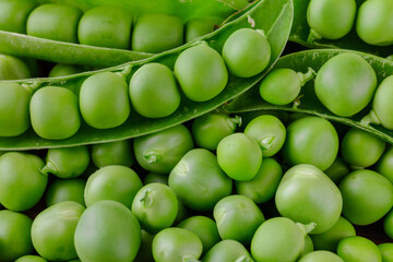 Green pea and pea pods. Peas background. Closeup, macro shot of fresh pea. Pea pod with beans.