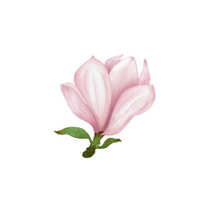 Pink magnolia in bloom